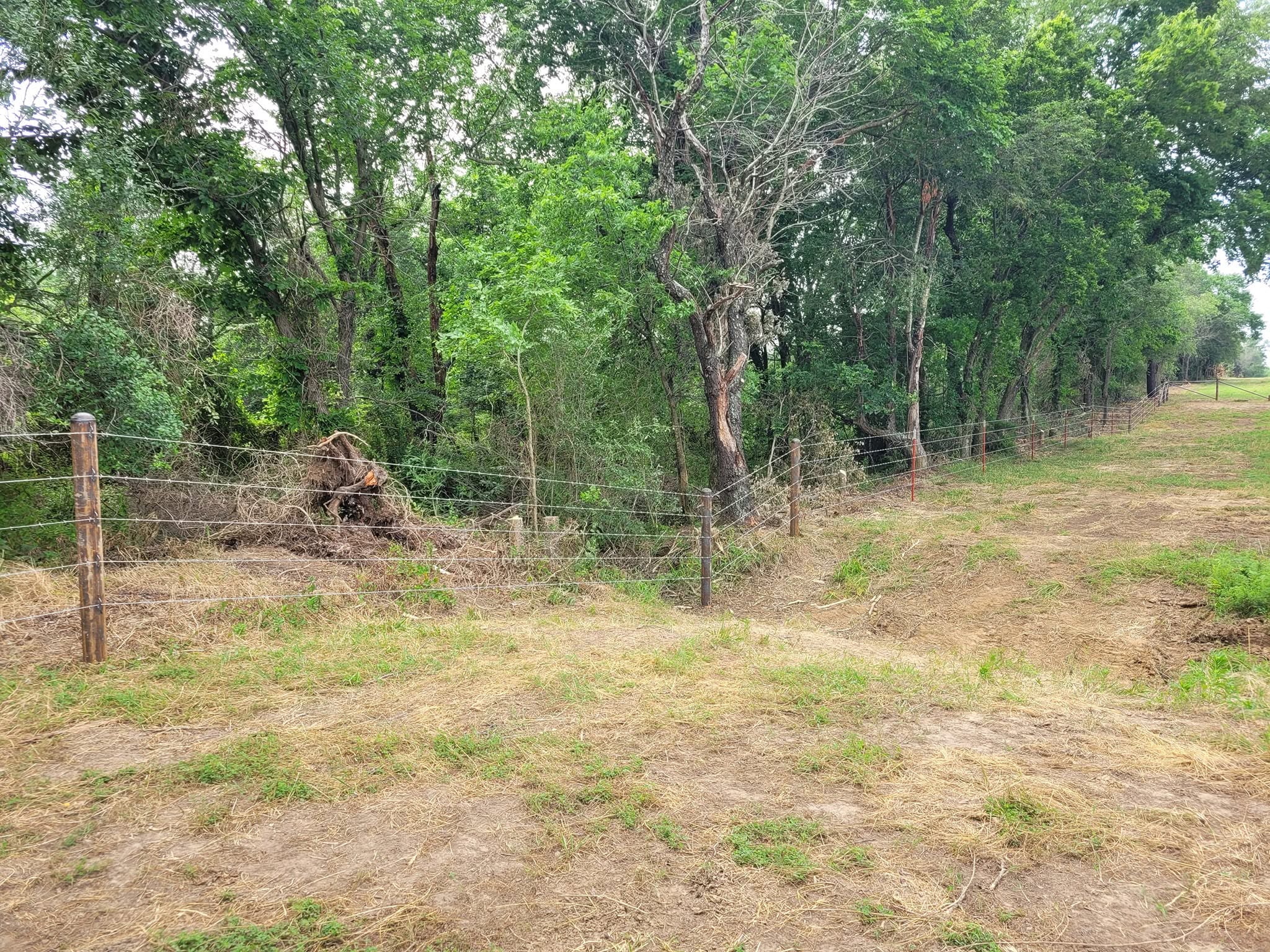 Barbwire fence and cleared undergrowth